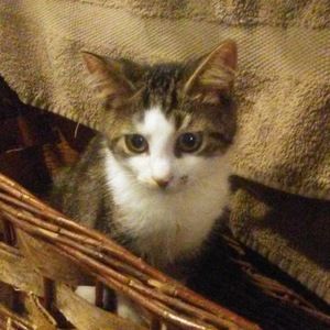 Meet your Posher, Nica